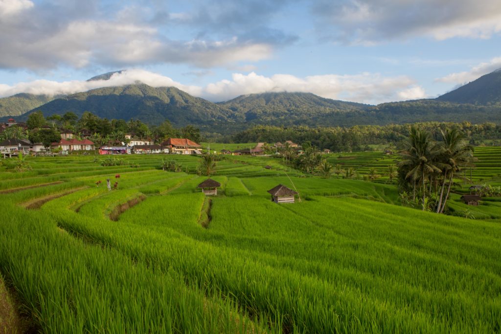 Bali, Indonesia, Jatiluwih, ricefields