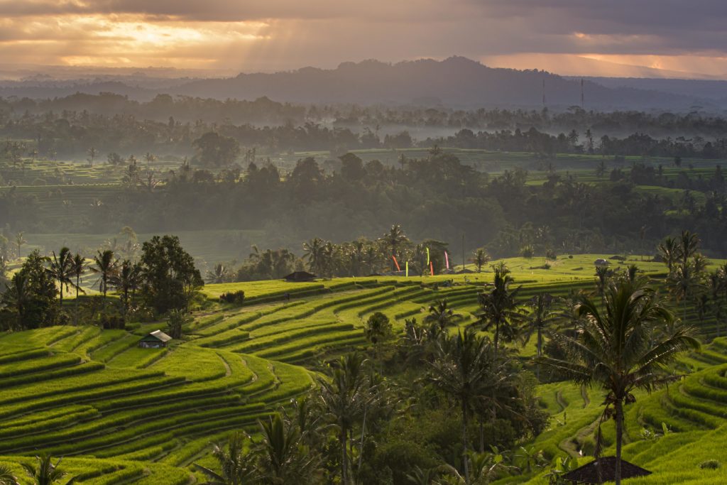 Bali, Indonesia, Jatiluwih, ricefields