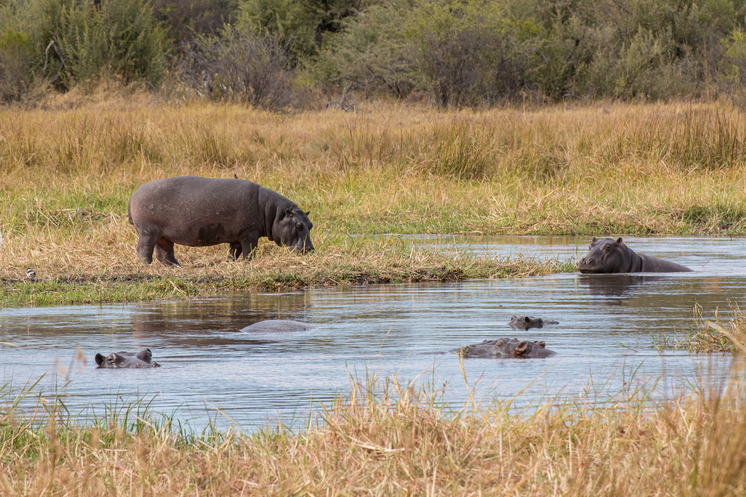 Africa, Moremi Game Reserve, botswana