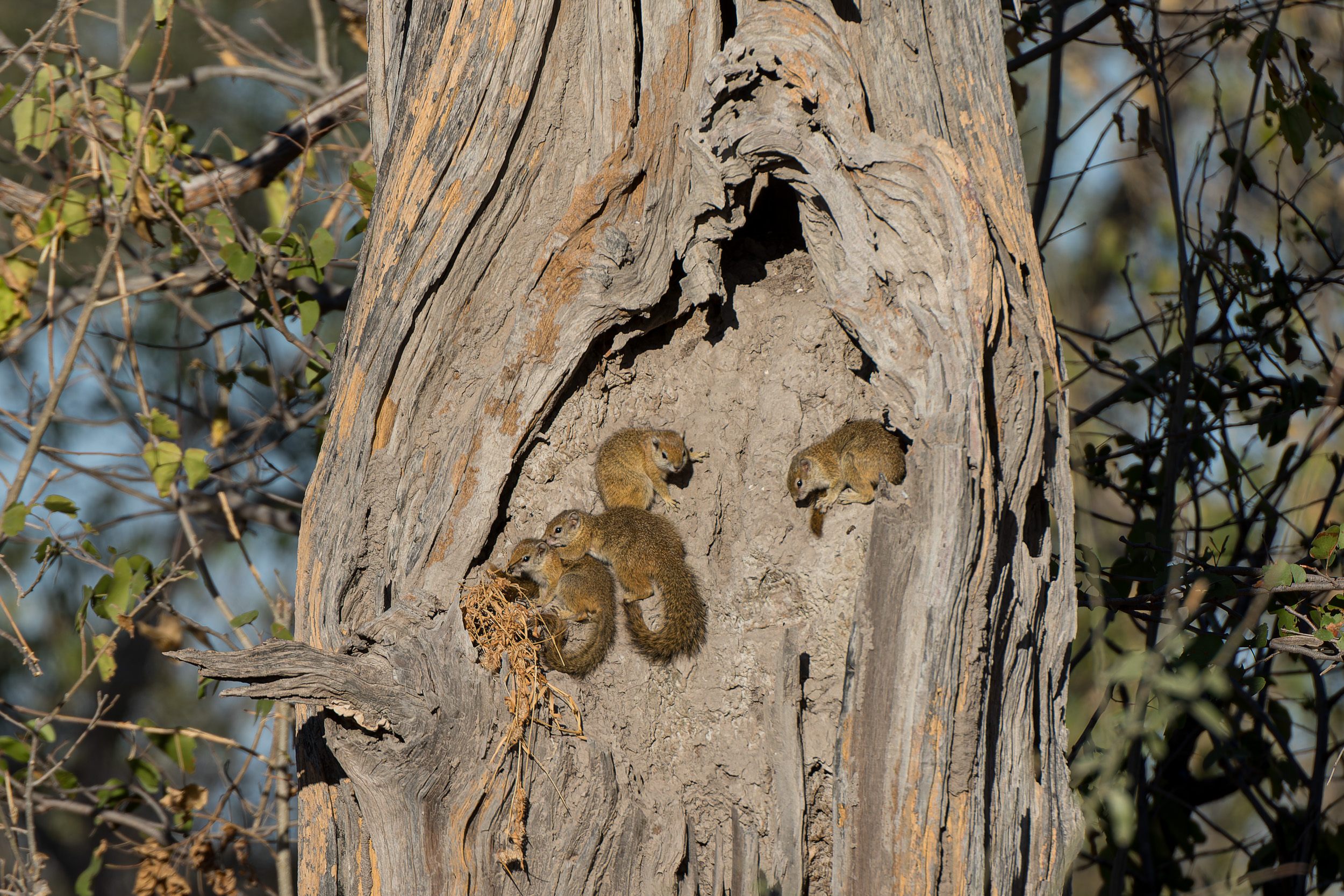 Africa, Moremi Game Reserve, Wildlife, botswana