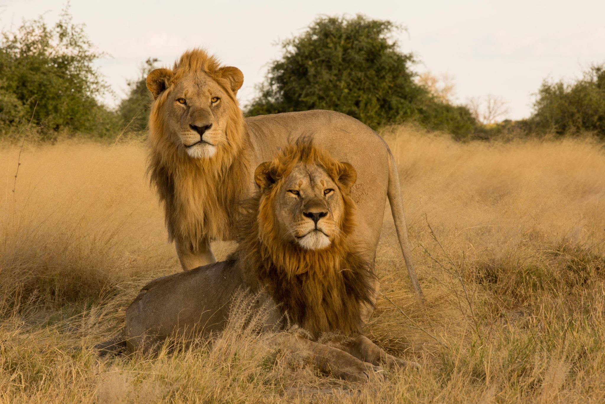 Male lions in Savuti, Chobe National Park, Botswana