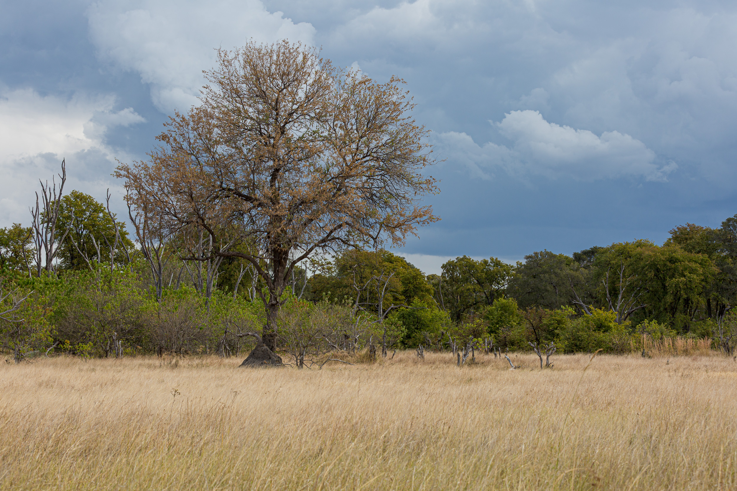 Africa, Moremi Game Reserve, botswana