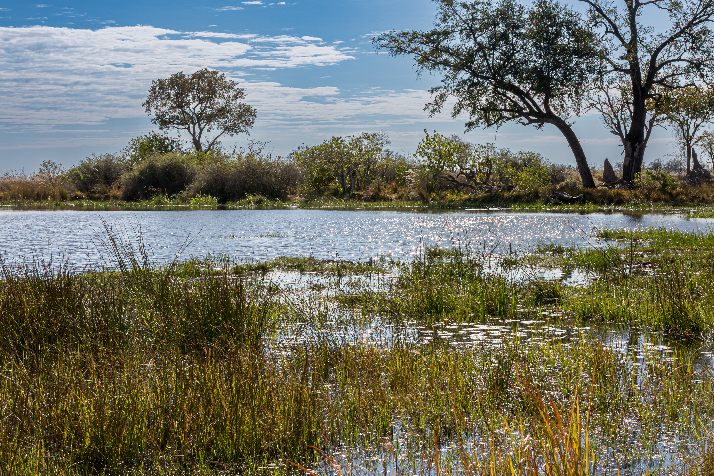 Africa, Moremi Game Reserve, botswana