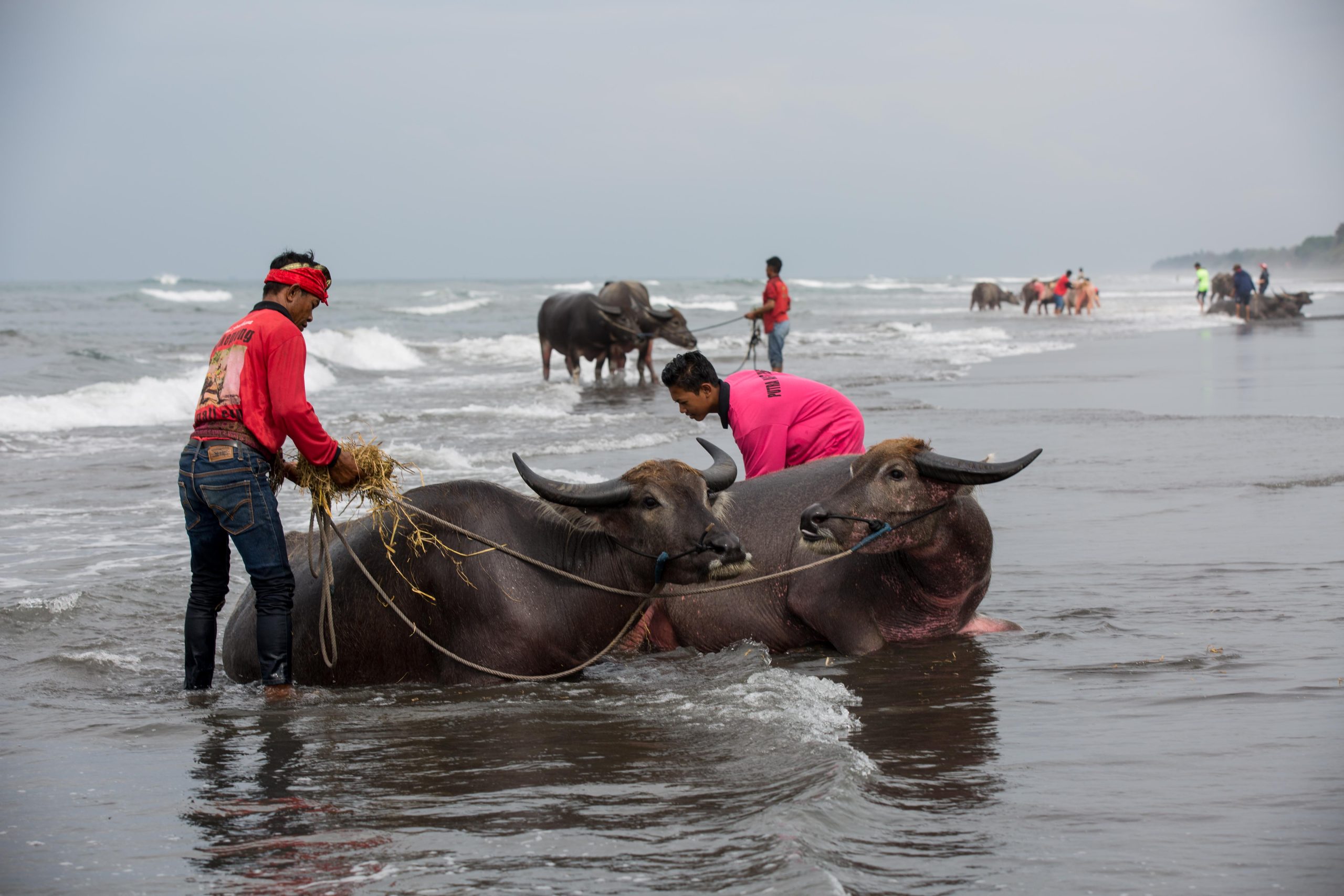 Buffaloes bathing in the ocean after makepung bull races in Bali.