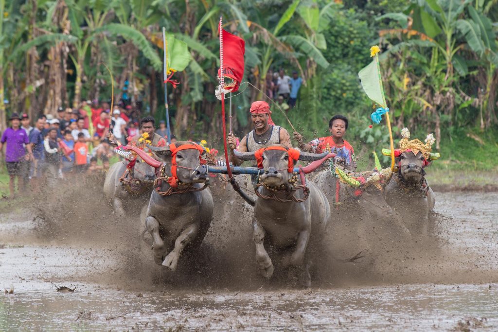 Makepung Lampit - West Bali