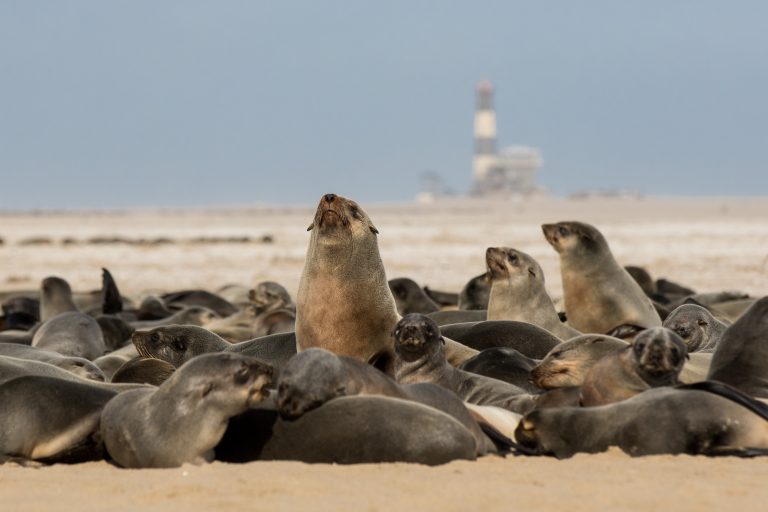 Africa, Namibia, Walvisbay