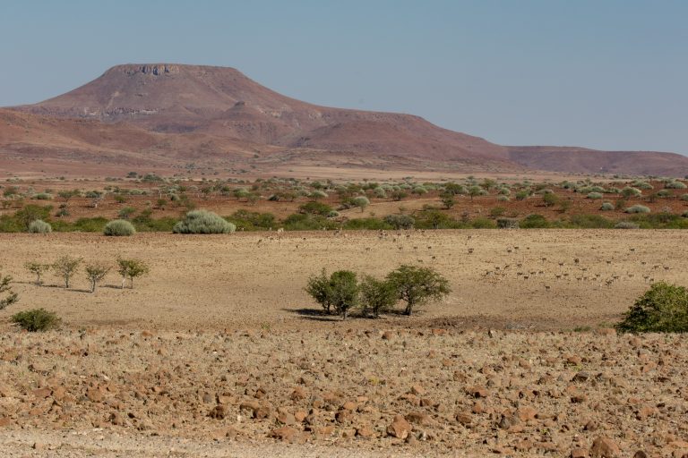 Africa, Damaraland, Namibia, Palmwag