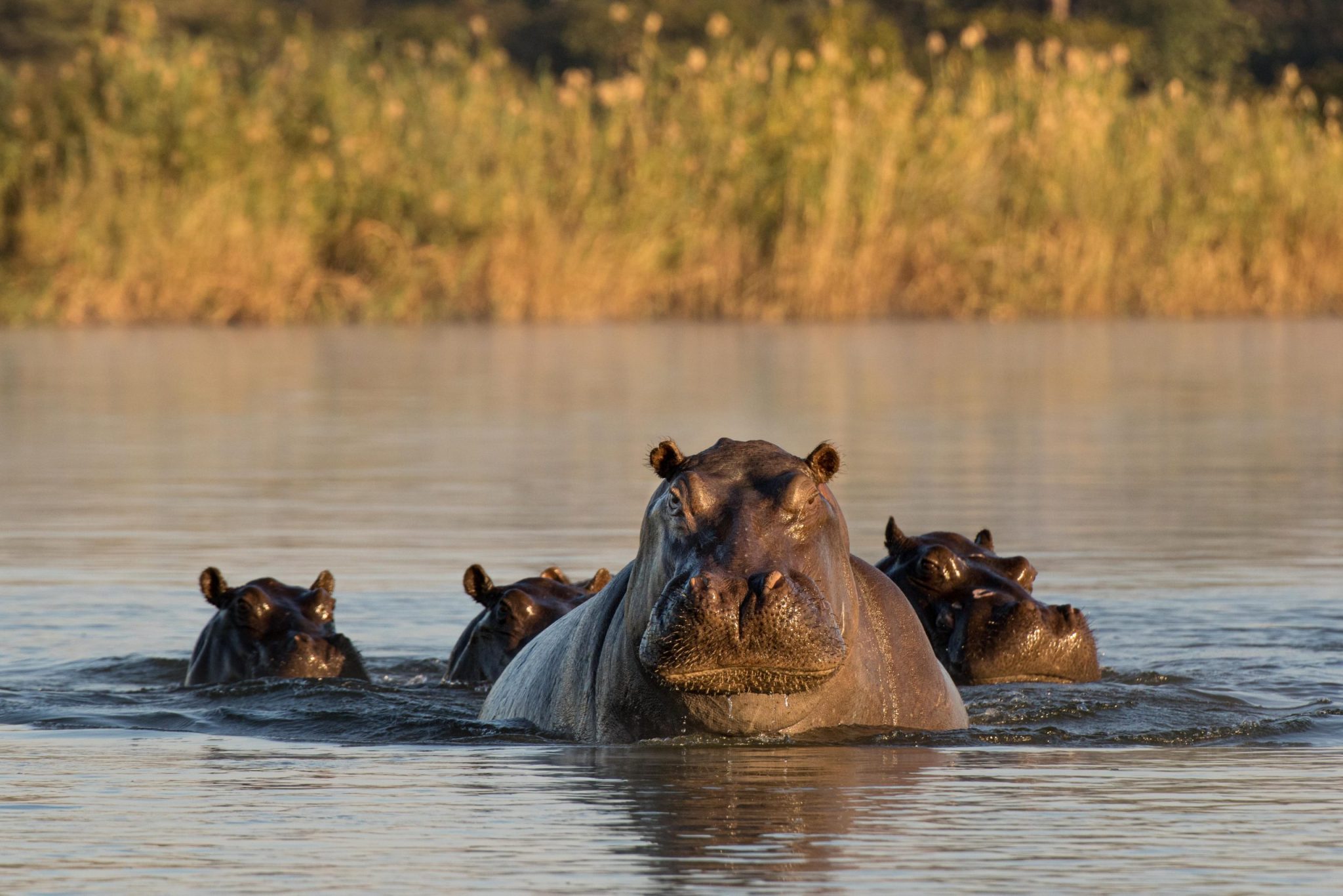 Hippos in the Kavango river in Caprivi, northeast Namibia