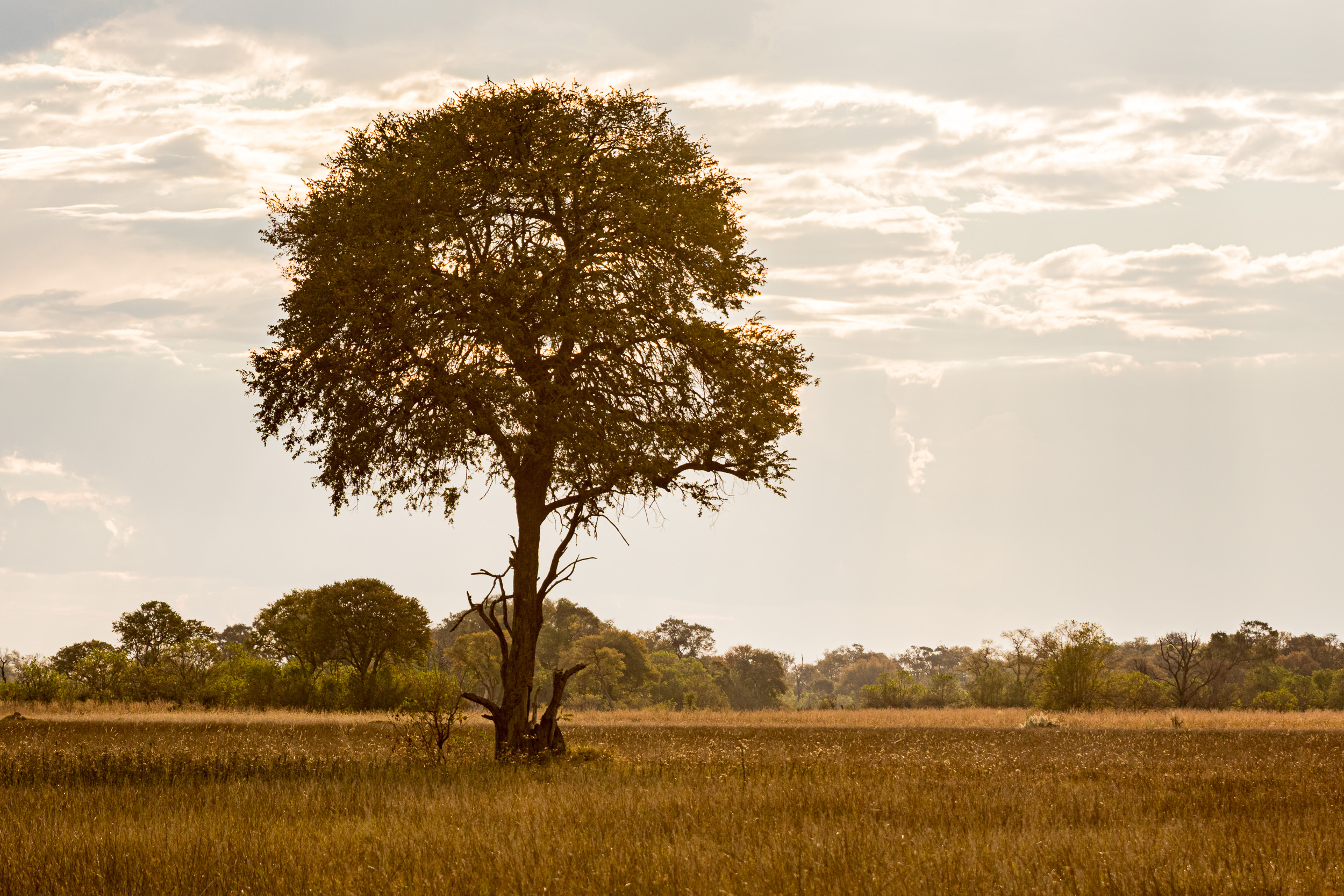 Africa, Moremi Game Reserve, botswana