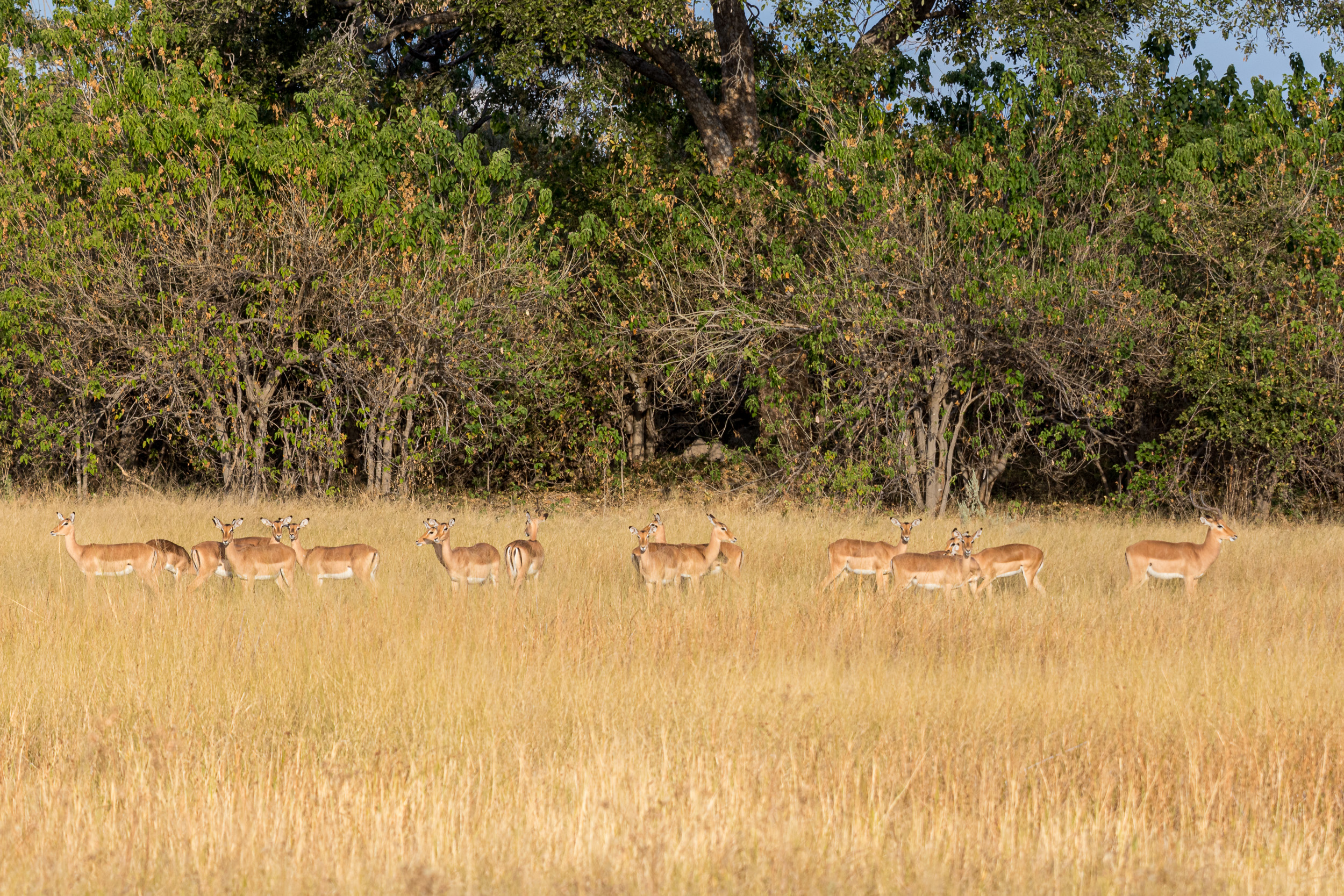 Africa, Moremi Game Reserve, Wildlife, botswana