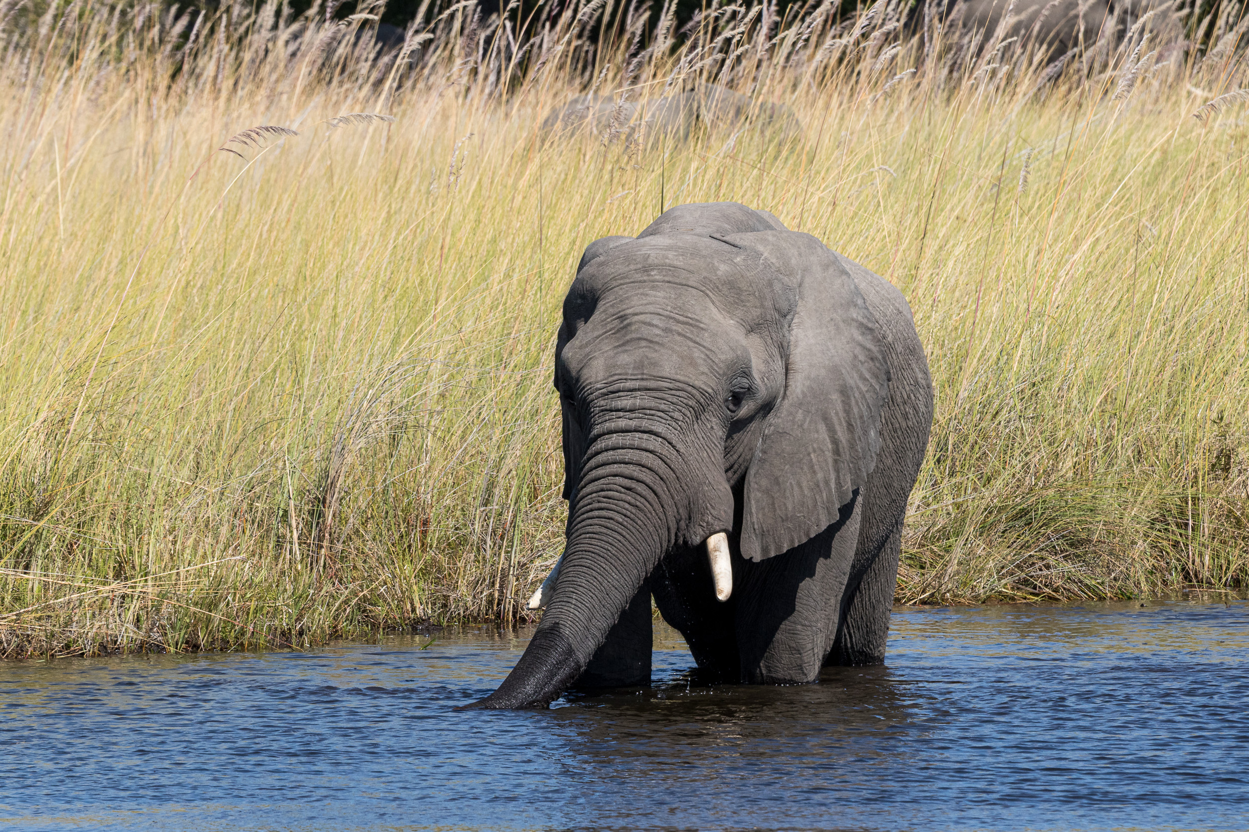 Africa, Moremi Game Reserve, Okavango, botswana