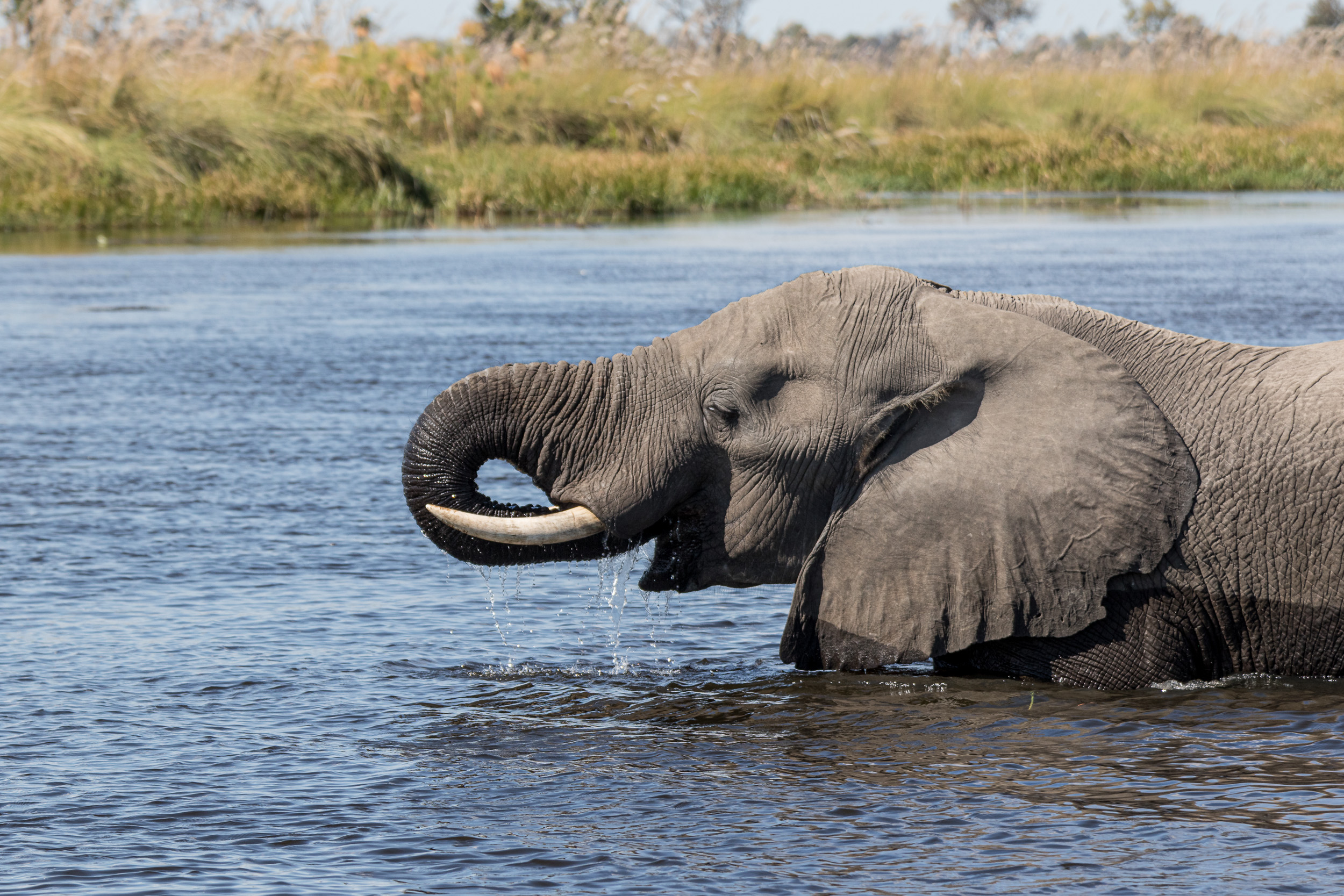 Africa, Moremi Game Reserve, Okavango, botswana