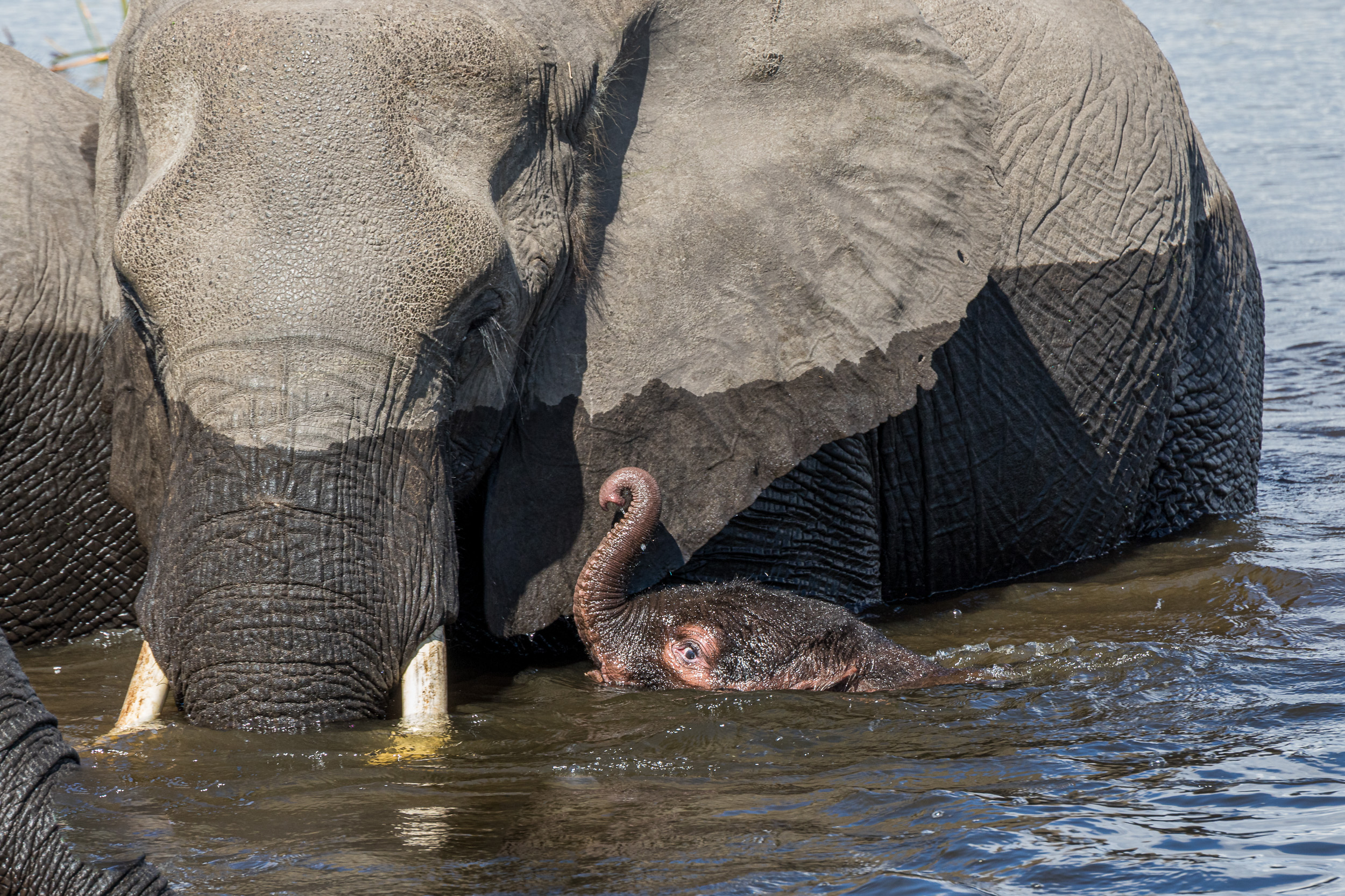 Africa, Moremi Game Reserve, Okavango, People & Tribes, Wildlife, botswana, dio