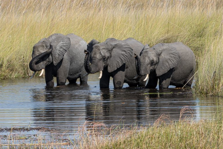 Africa, Moremi Game Reserve, Okavango, Wildlife, botswana