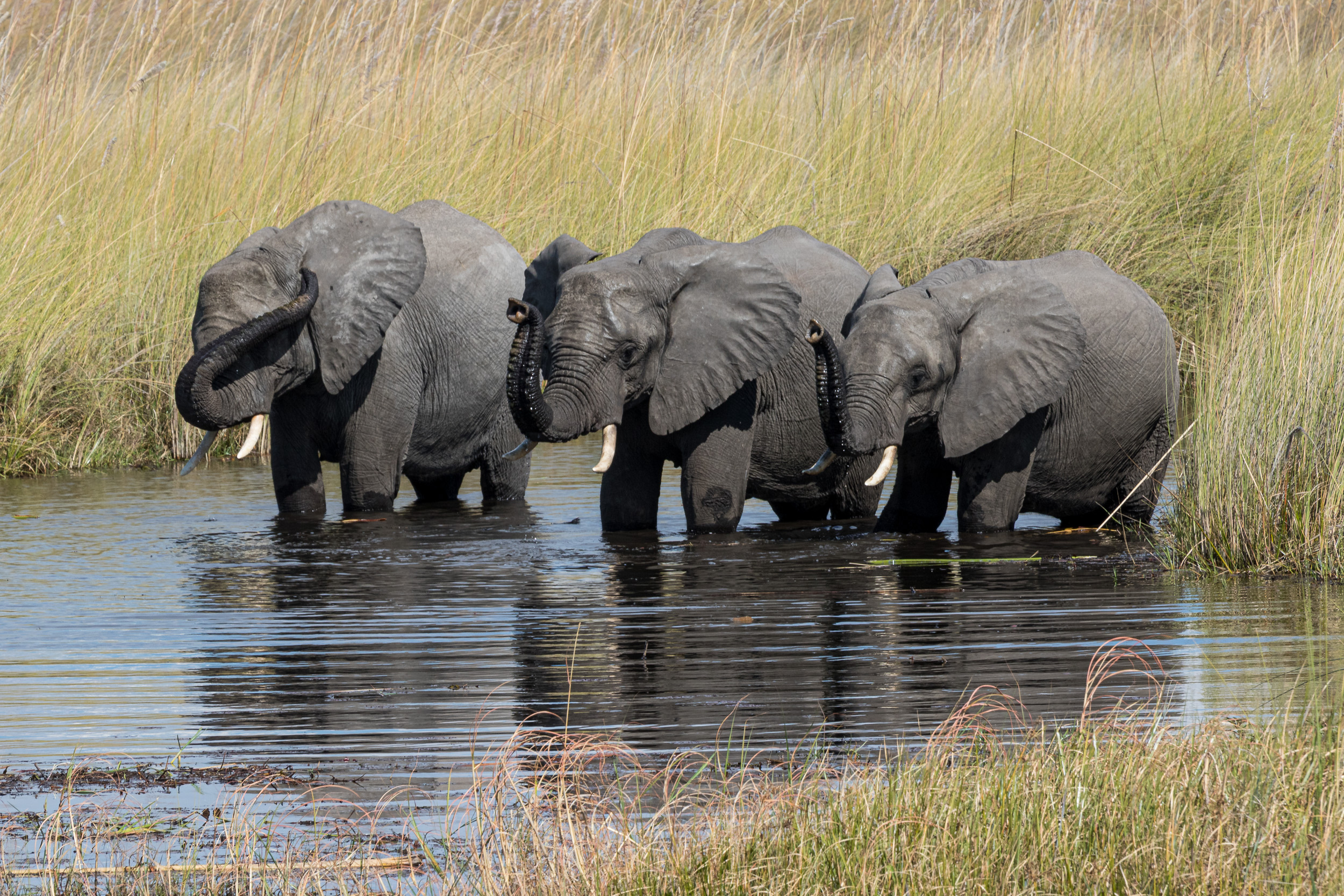 Africa, Moremi Game Reserve, Okavango, Wildlife, botswana