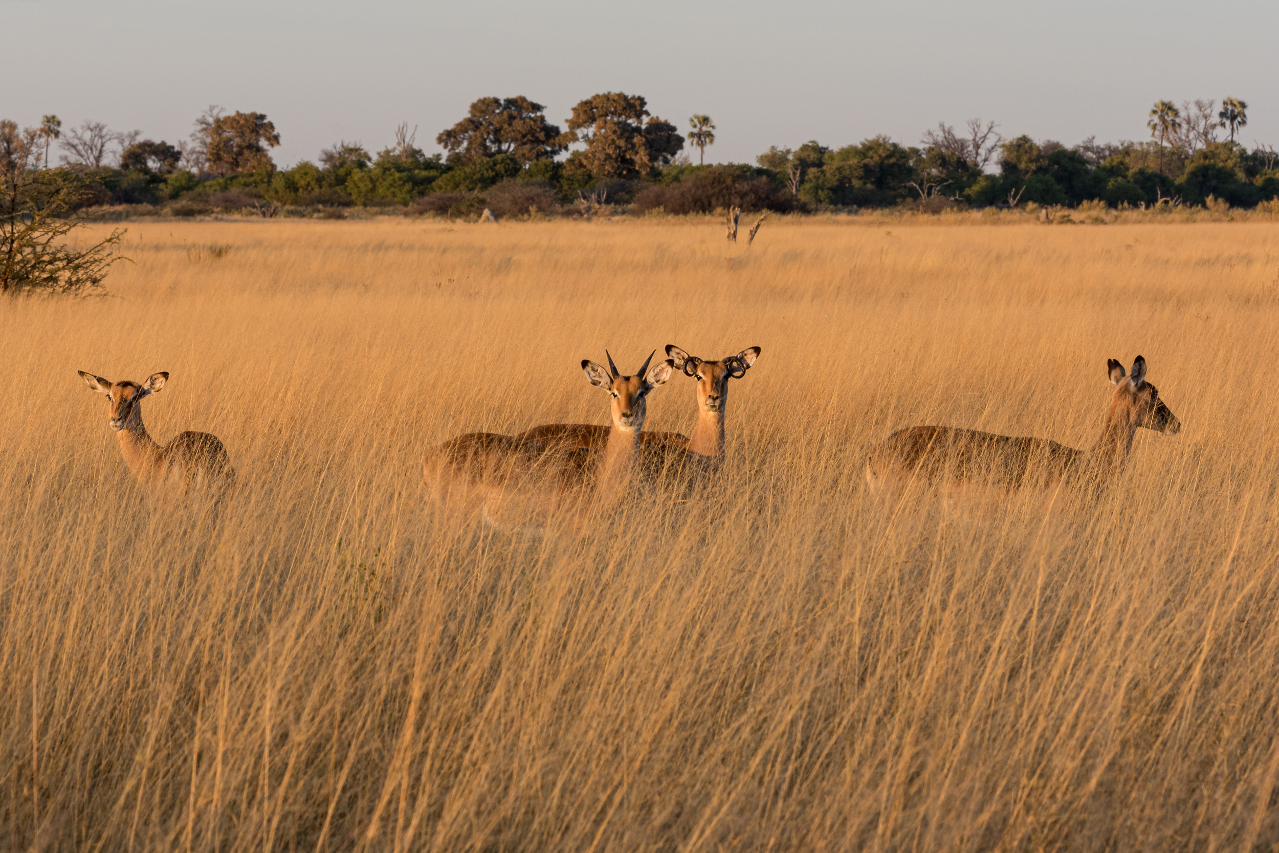 Africa, Moremi Game Reserve, Wildlife, botswana