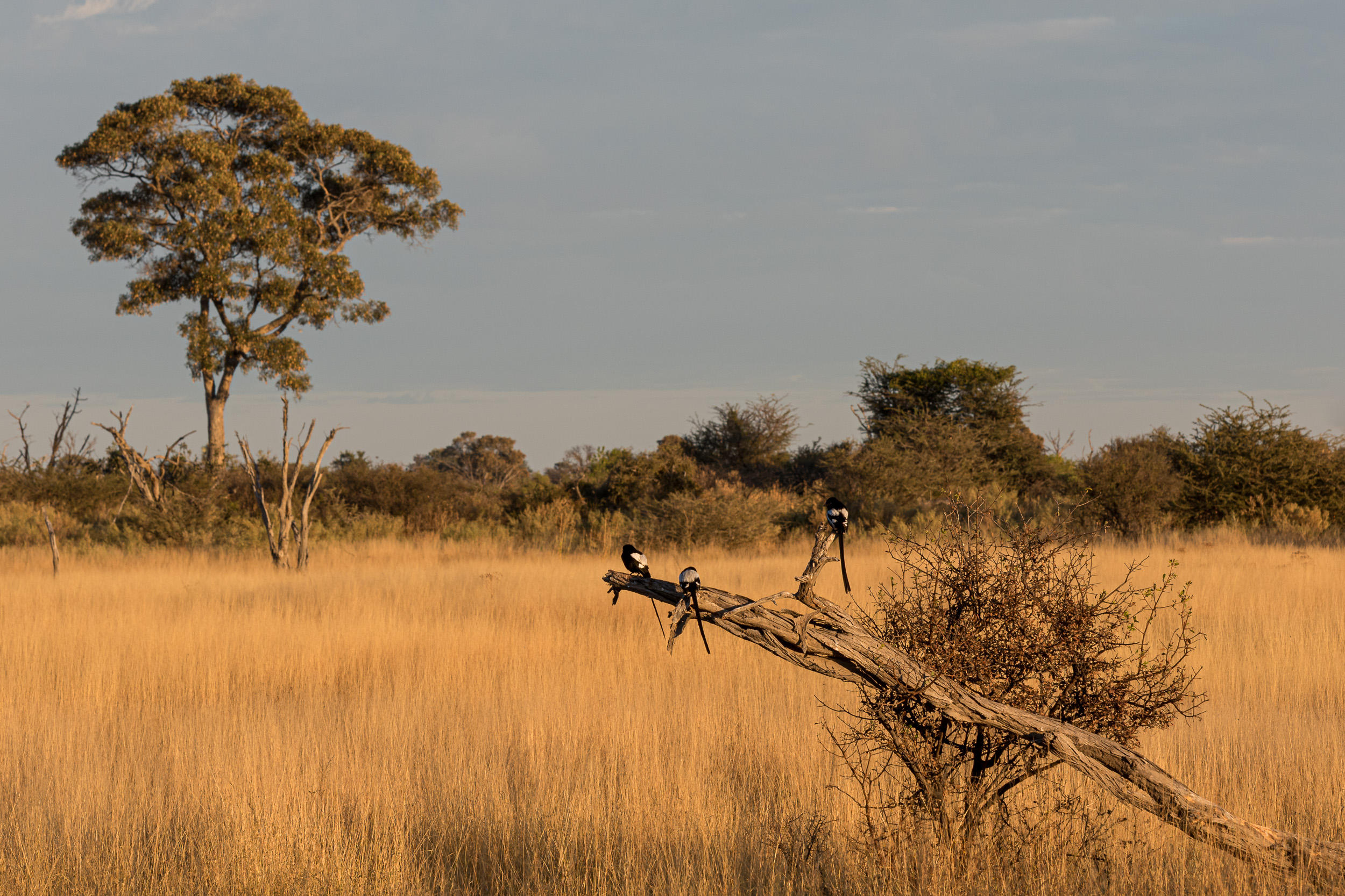 Africa, Moremi Game Reserve, botswana