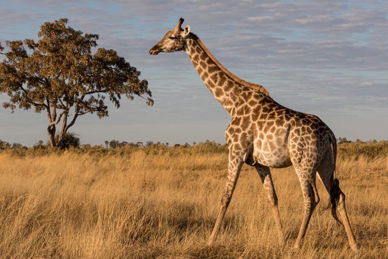Africa, Moremi Game Reserve, Wildlife, botswana