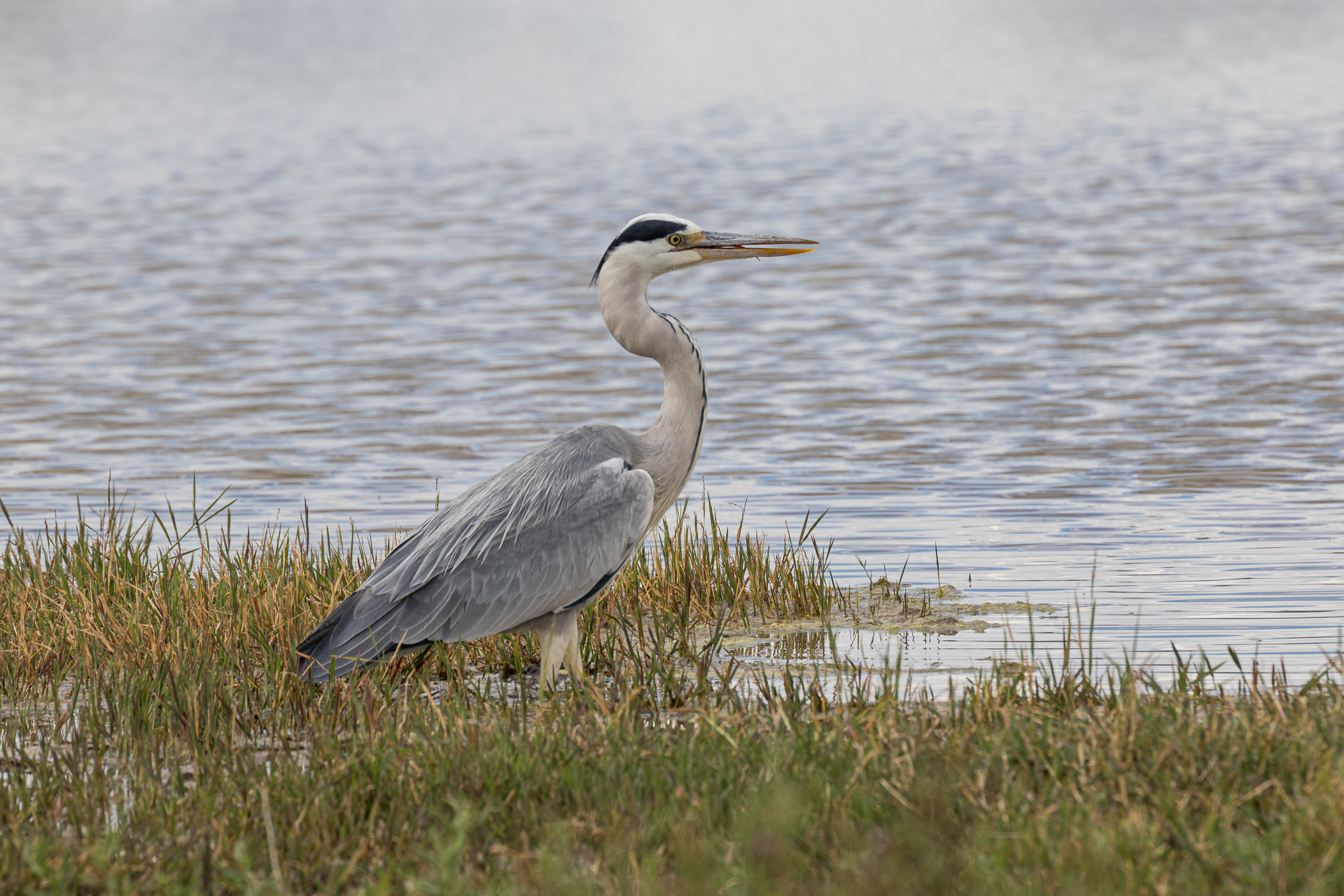 Africa, Moremi Game Reserve, Wildlife, botswana