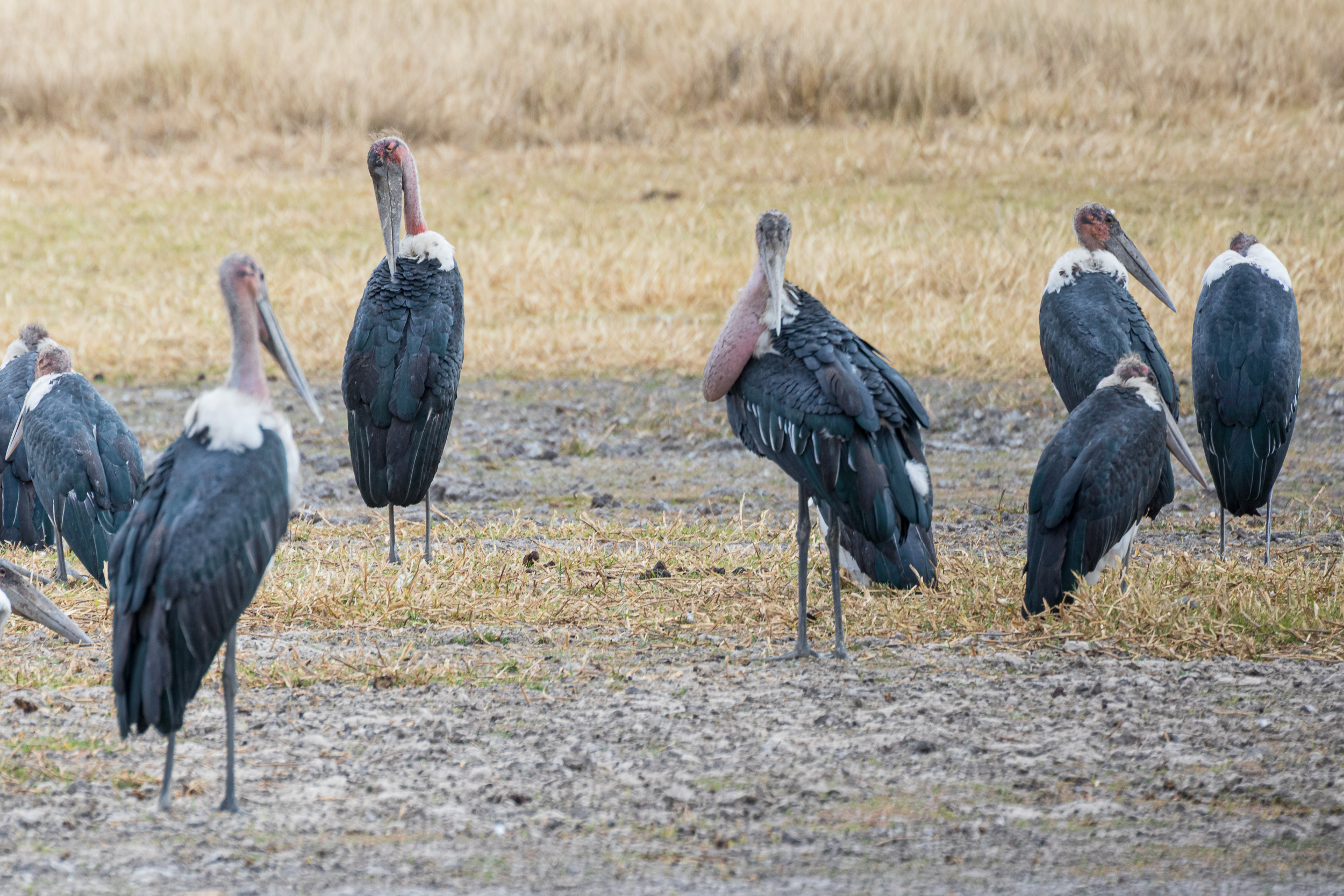 Africa, Moremi Game Reserve, Wildlife, botswana