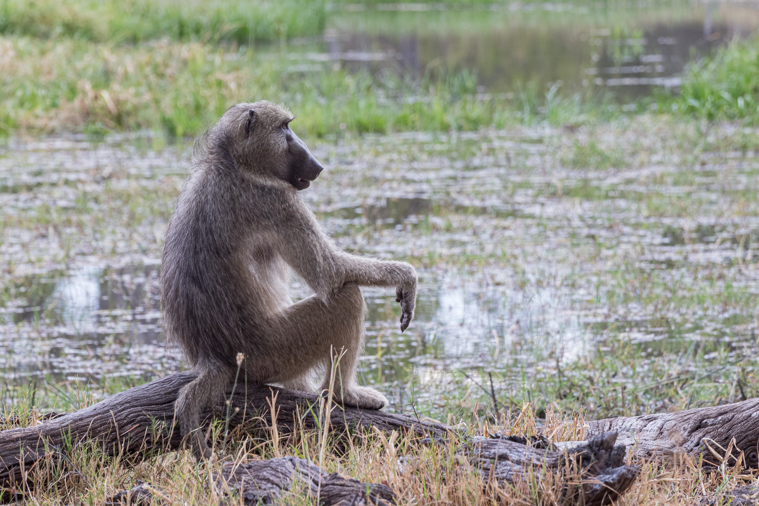 Africa, Moremi Game Reserve, botswana