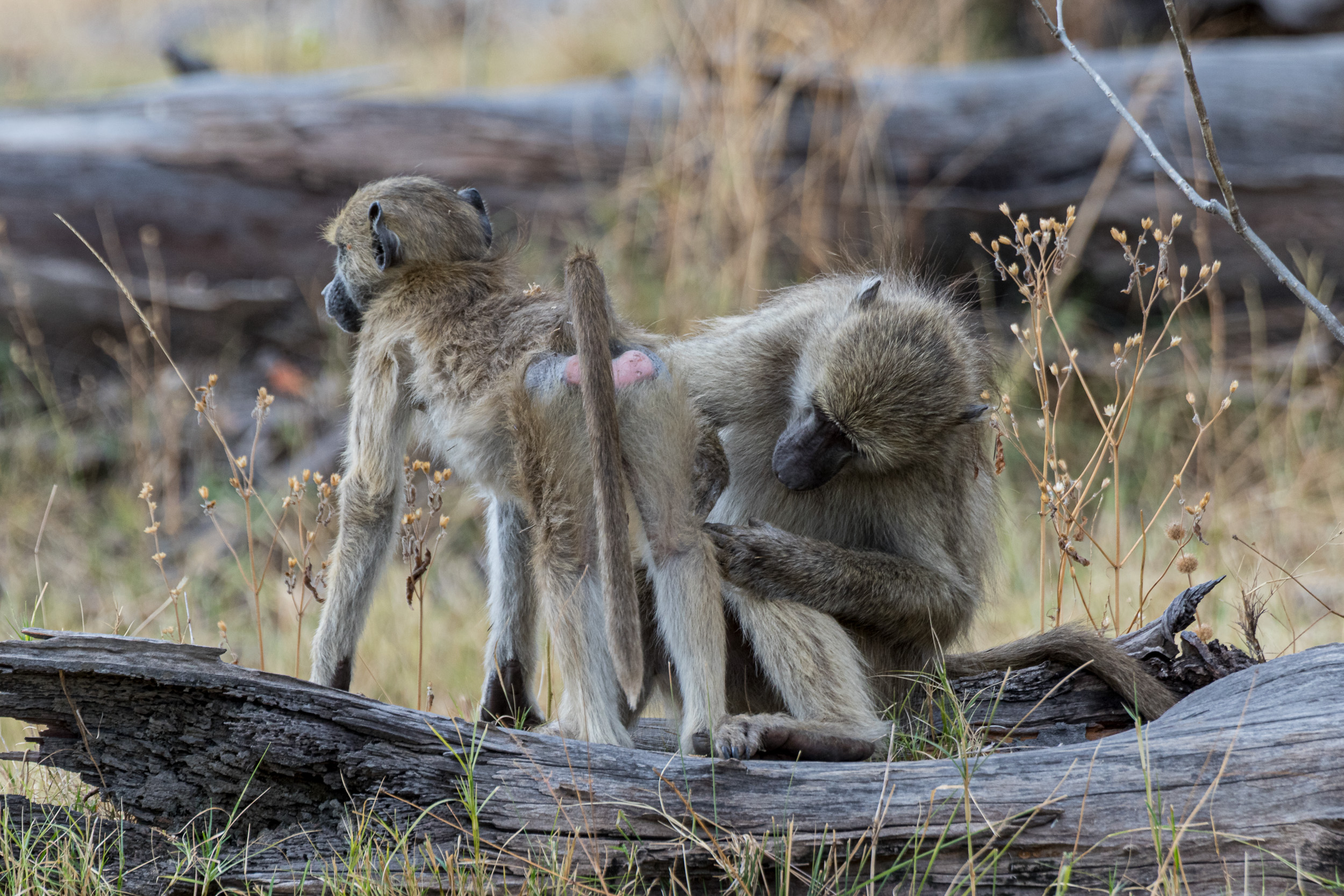 Africa, Moremi Game Reserve, Wildlife, botswana