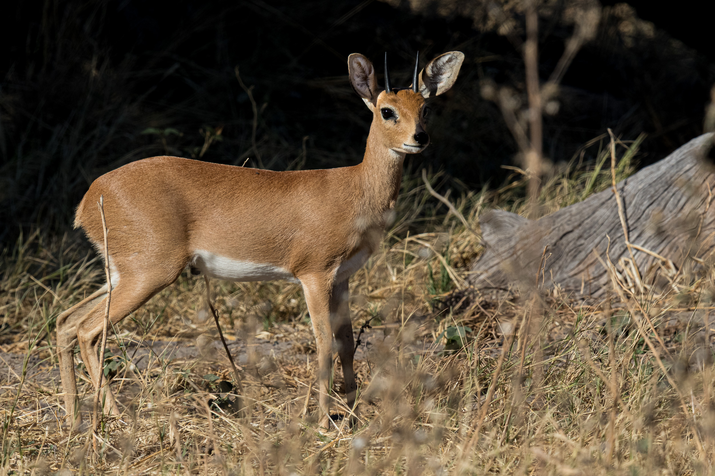 Africa, Moremi Game Reserve, Wildlife, botswana