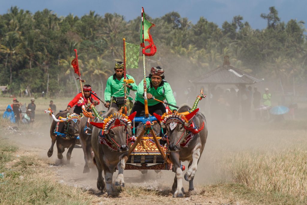Makepung - bull race in West Bali
