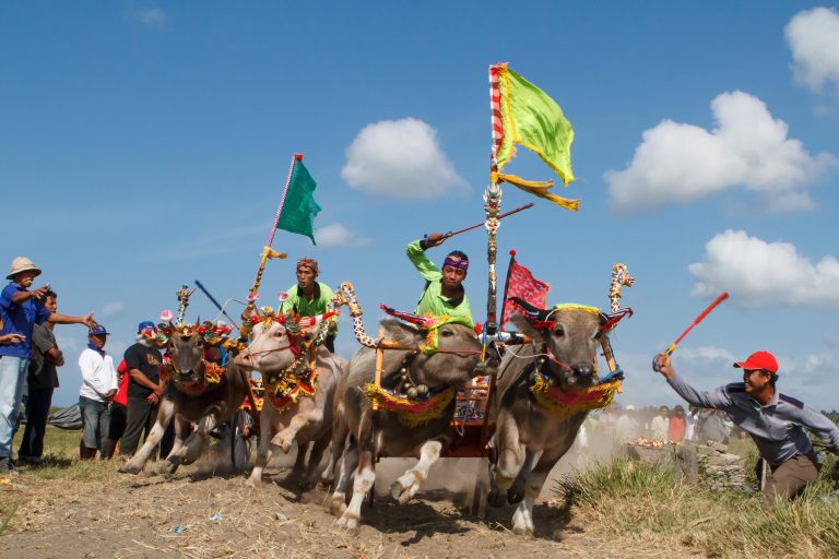 Bali, Culture, Indonesia, Makepung, Negara, Travel, bull races