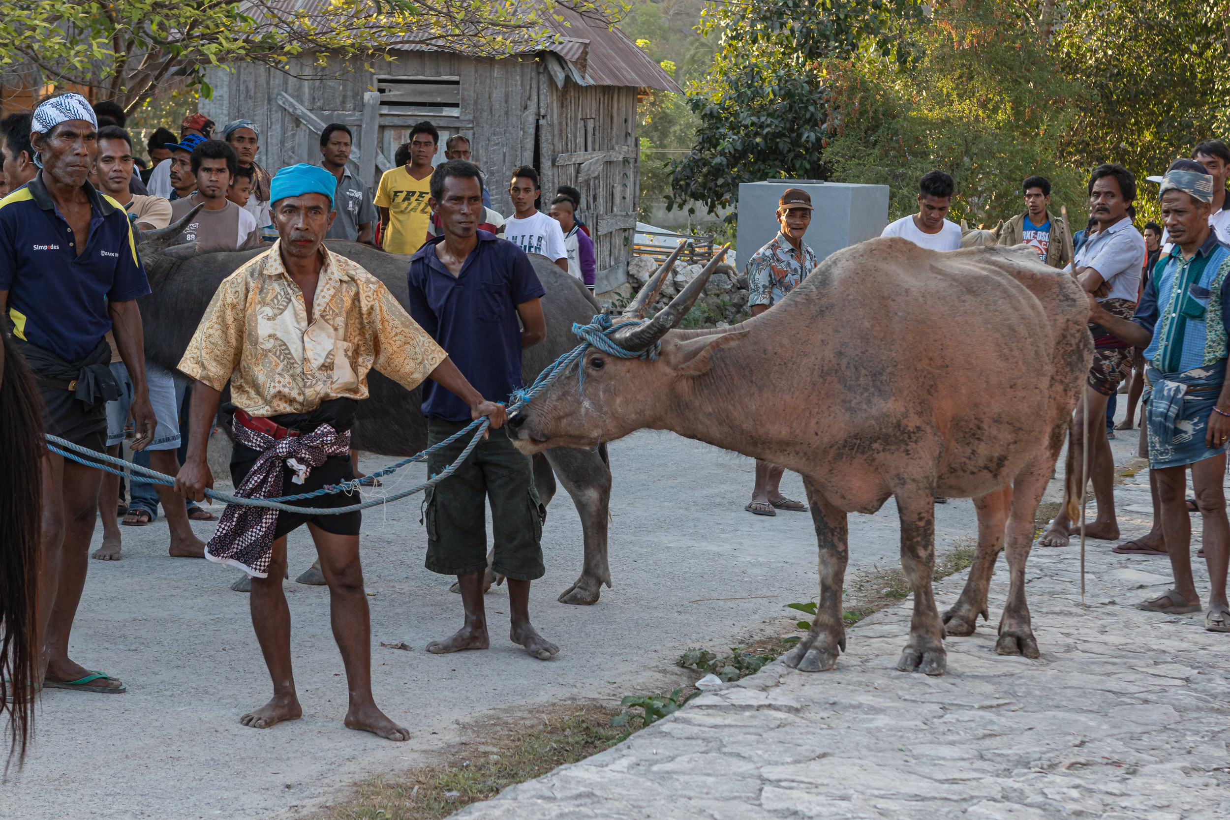 Culture, Indonesia, Sumba, funeral, praiyawang