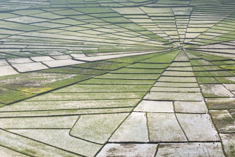 Indonesia, flores, ruteng, spider web