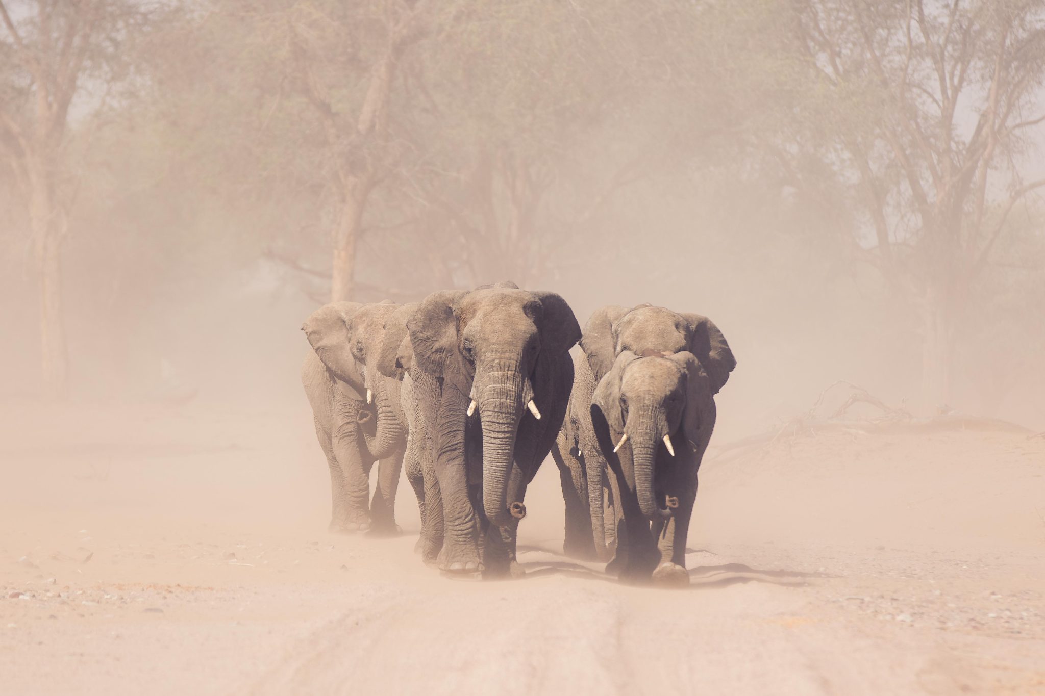 Desert adapted elephants in a dry riverbed in Namibia