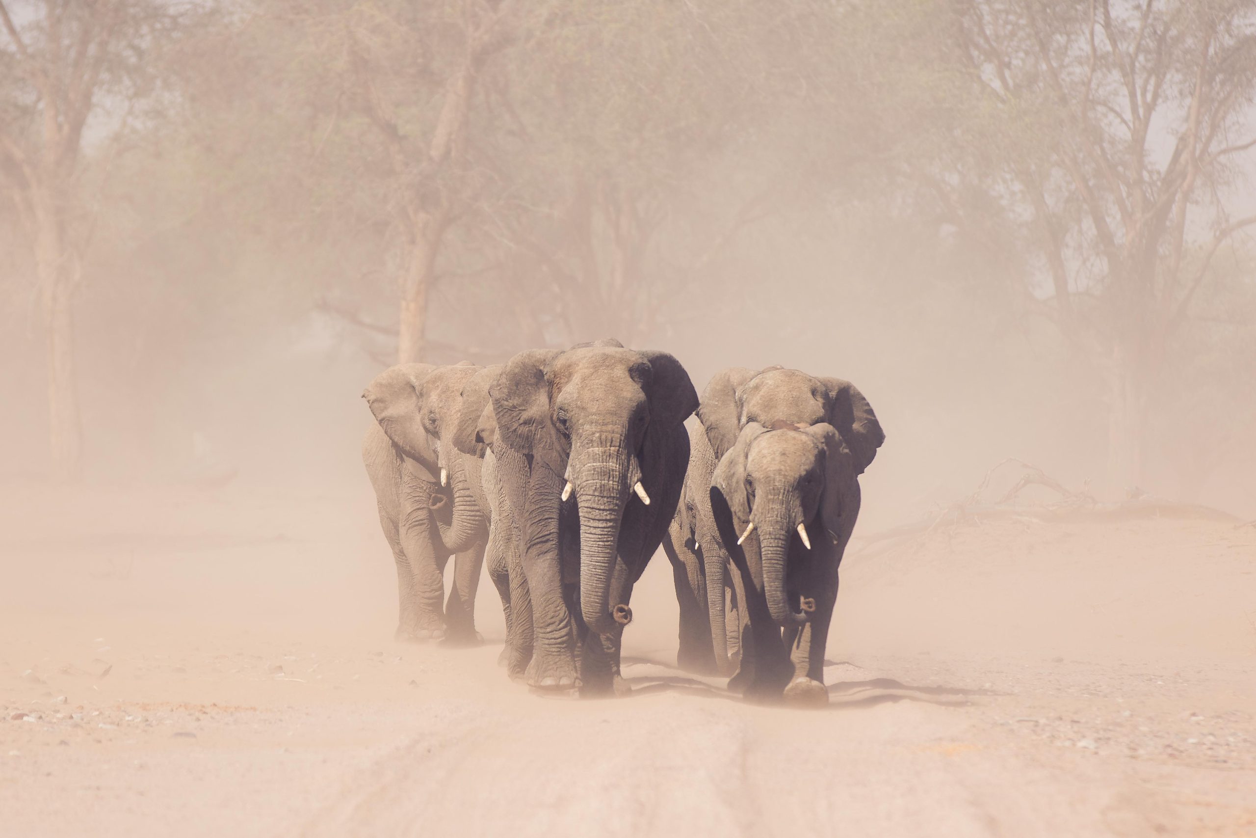 Desert adapted elephants in a dry riverbed in Namibia