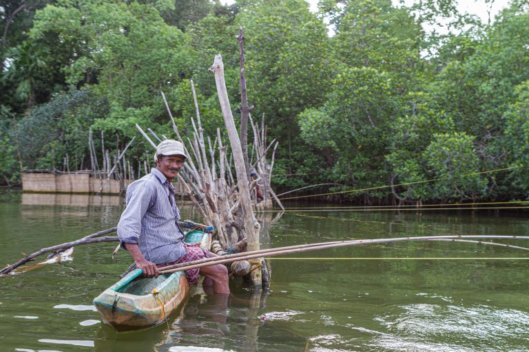 Bentota mangrove, Sri Lanka