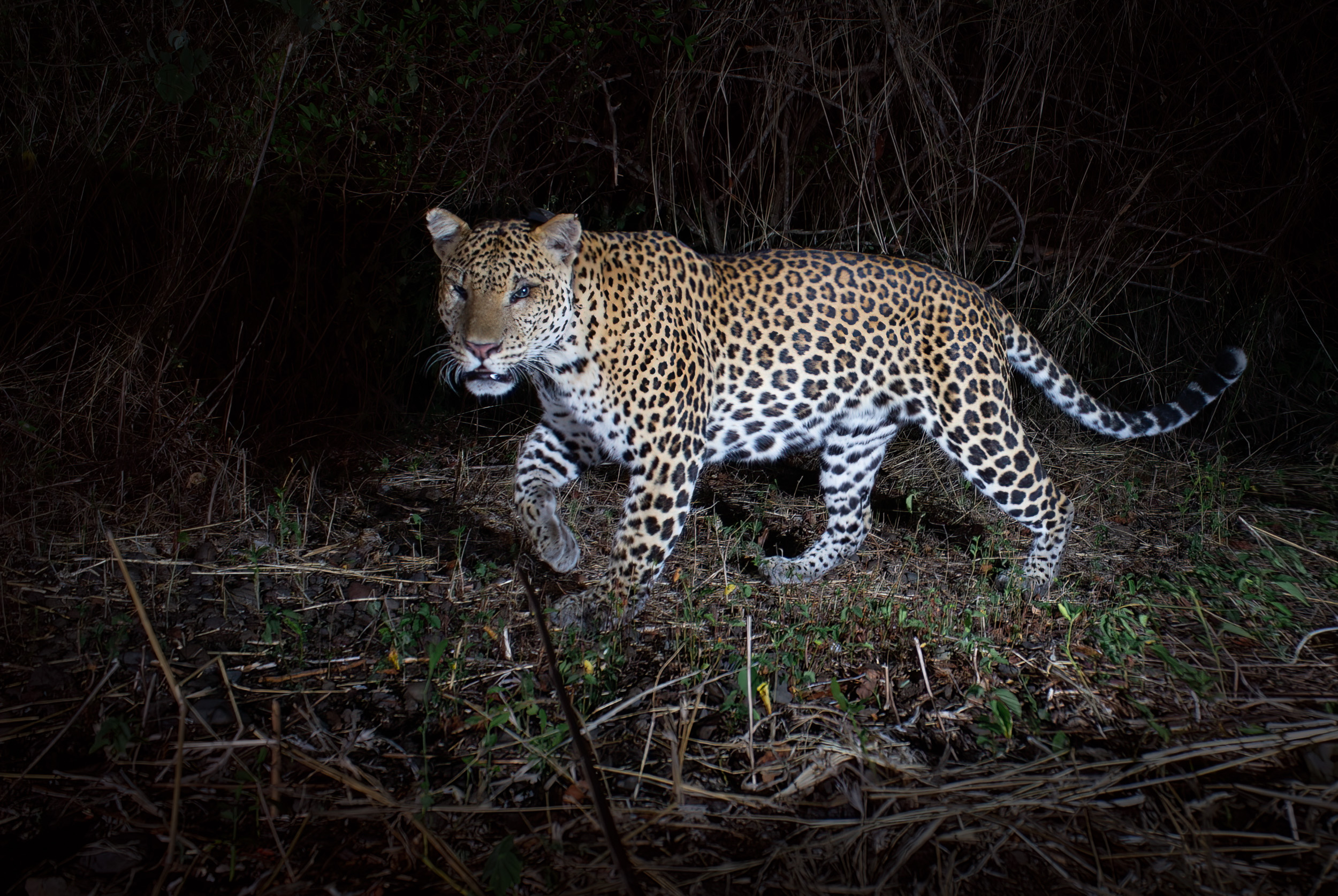 Baluran, Baluran National Park, Indonesia, Java, Nature, Wildlife