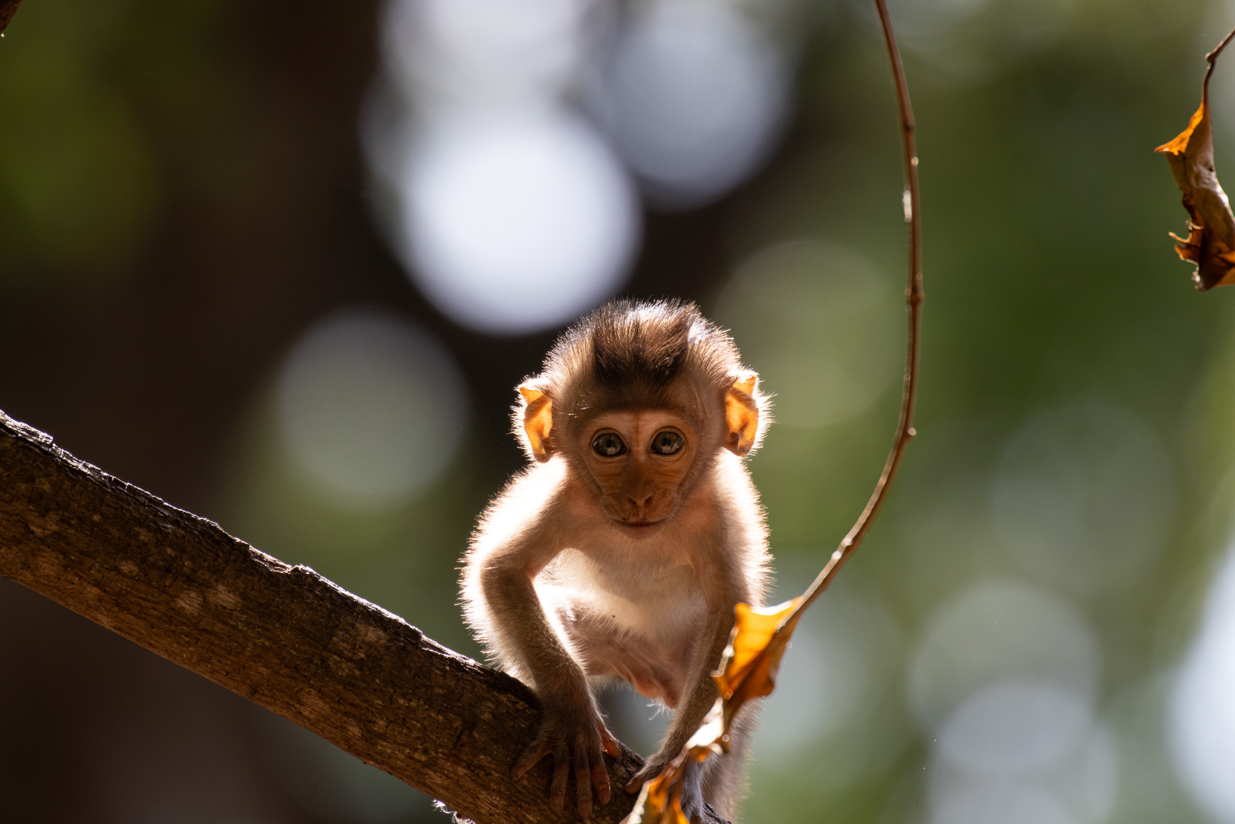 Baluran, Baluran National Park, Indonesia, Java, Nature, Wildlife