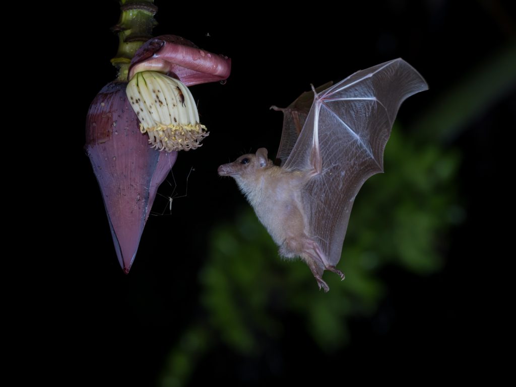 Bali, Bat, Indonesia, Lesser Long-tongued Nectar Bat, Sanda
