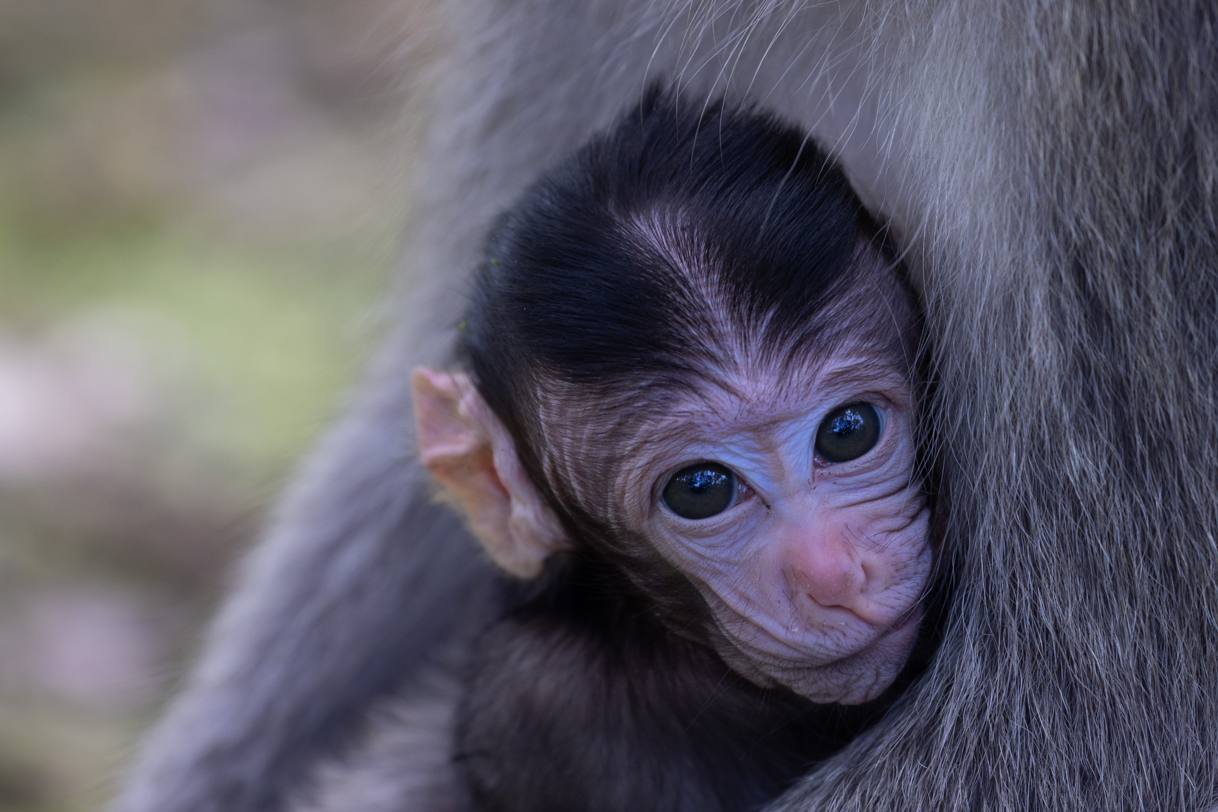 Baluran, Baluran National Park, Indonesia, Java, Nature, Wildlife