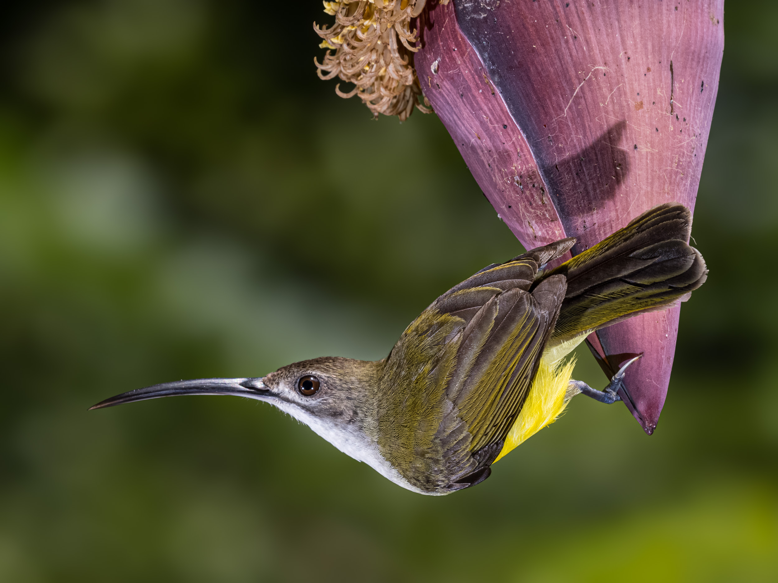 Bali, Bird, Collection, Highlights, Indonesia, Little Spiderhunter, Sanda, Wildlife, website