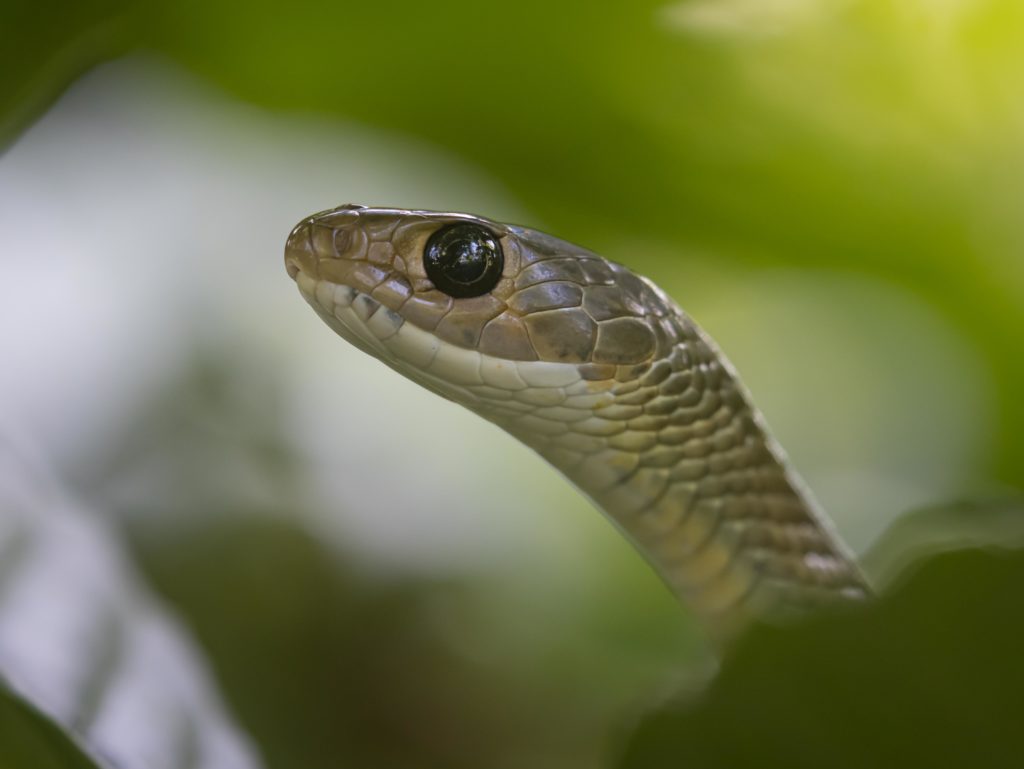 Bali, Indonesia, Rat Snake, Sanda