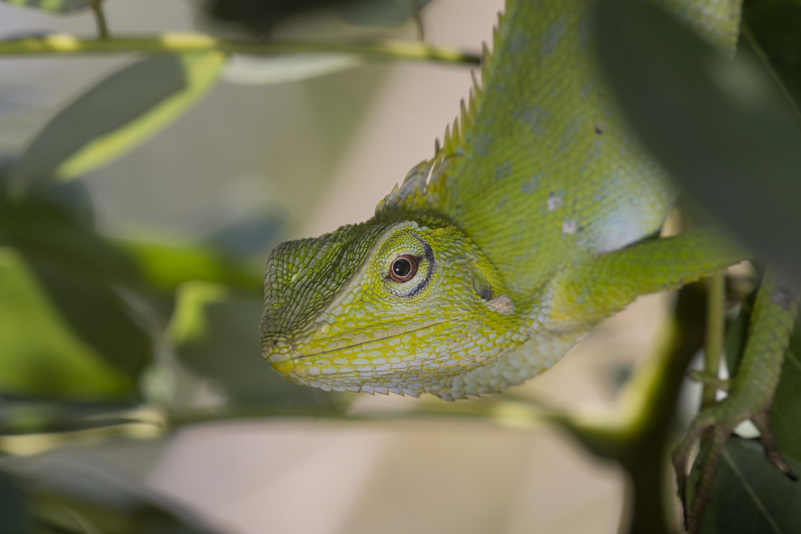 Snakes, Lizards, Toads & Frogs - Duniart - Photography and Blog by Toine IJsseldijk Snakes, Lizards, Toads & Frogs - Duniart - Photography and Blog by Toine IJsseldijk