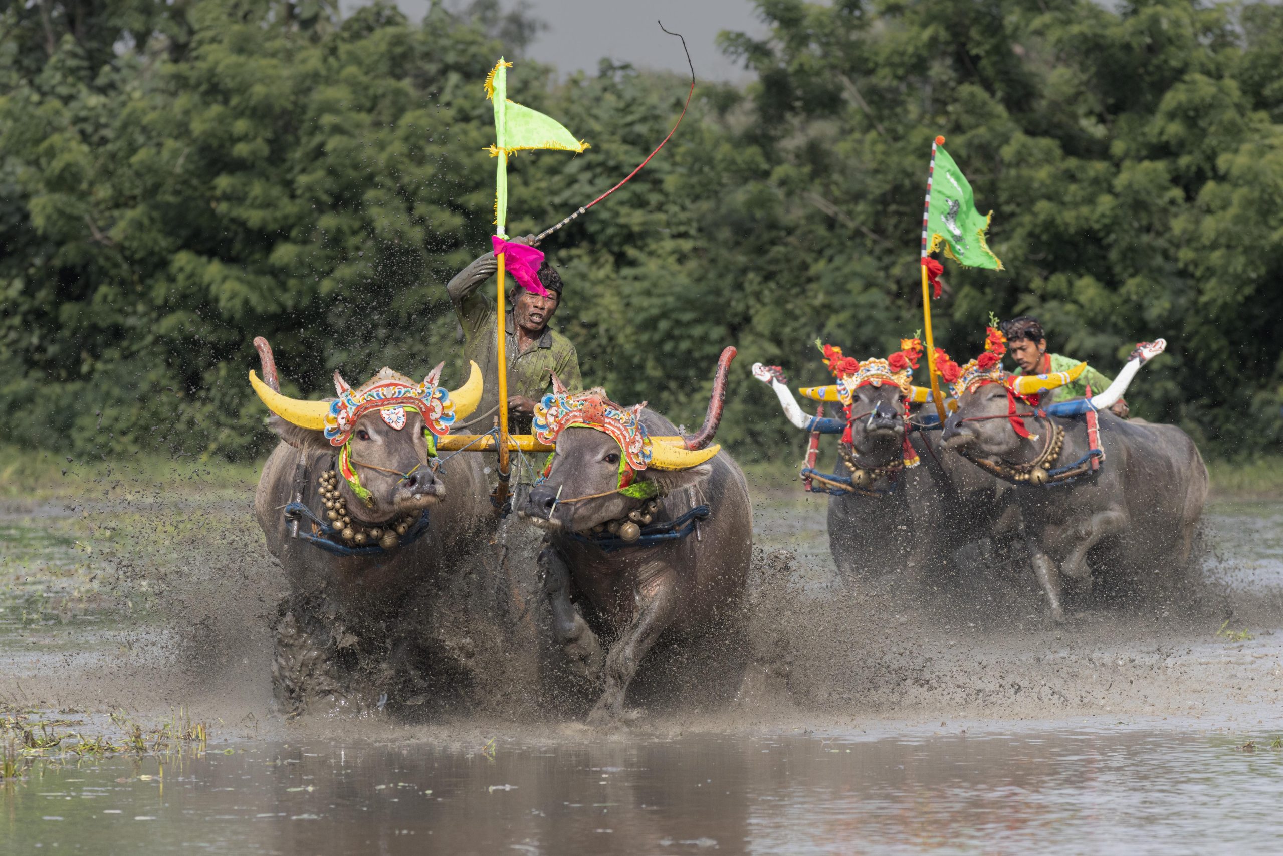 Makepung Lampit buffalo race in muddy rice field Jembrana Bali
