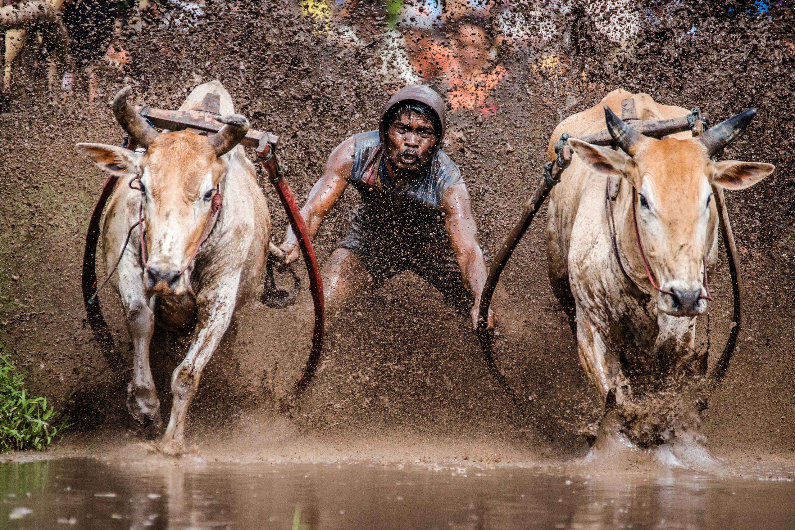 Mud_Cow_Racing_-_Pacu_Jawi_-_West_Sumatra,_Indonesia