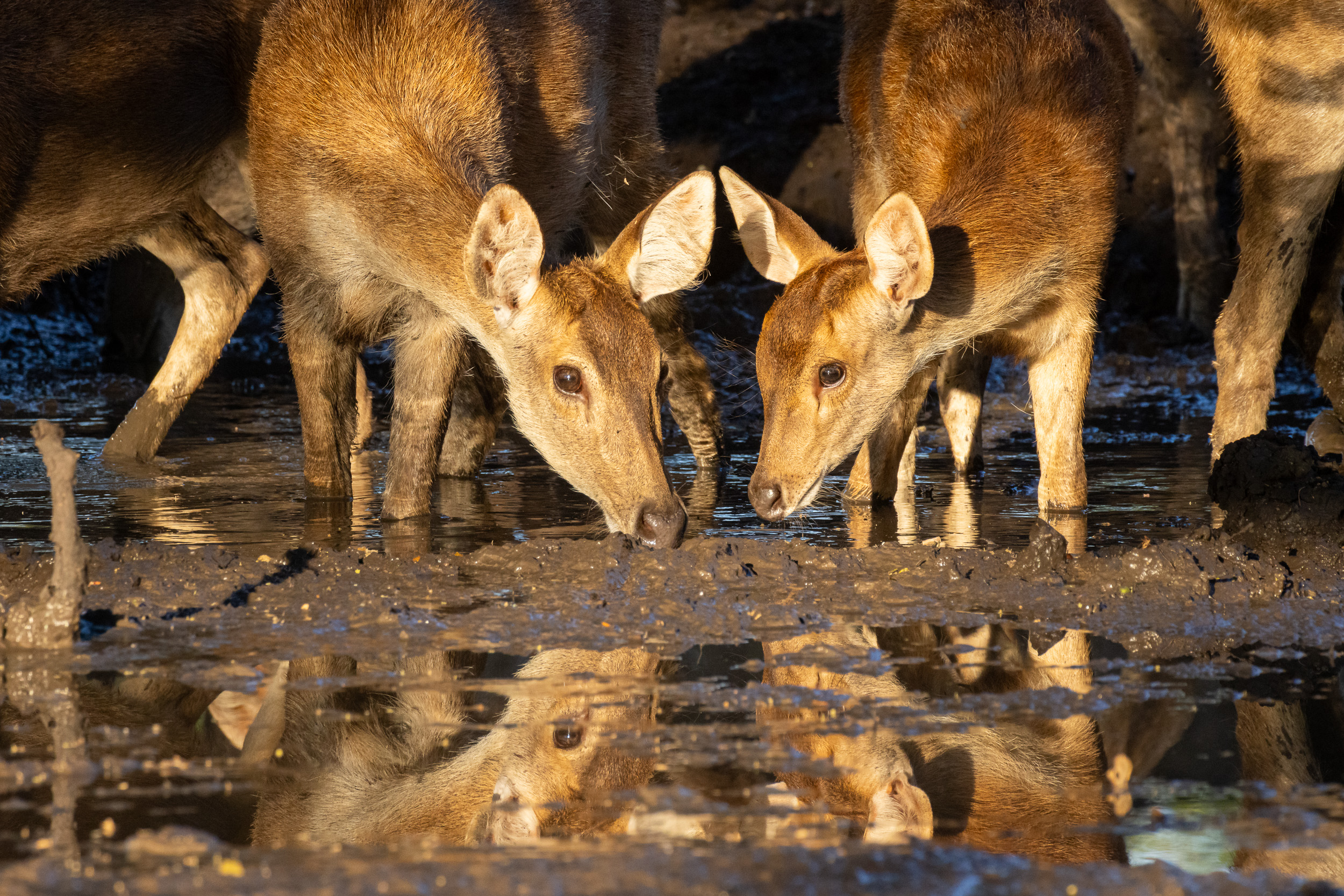 Baluran, Baluran National Park, Indonesia, Java, Wildlife