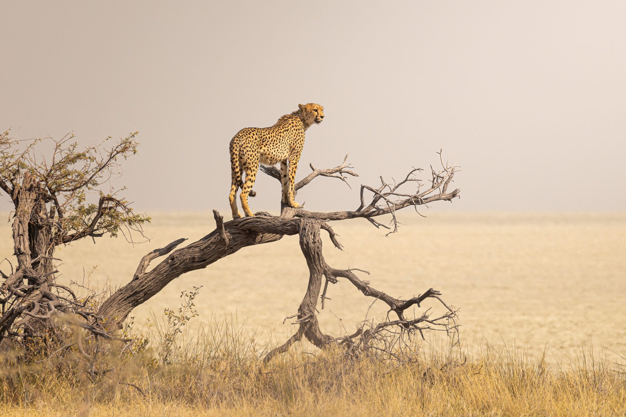 Etosha, Namibia