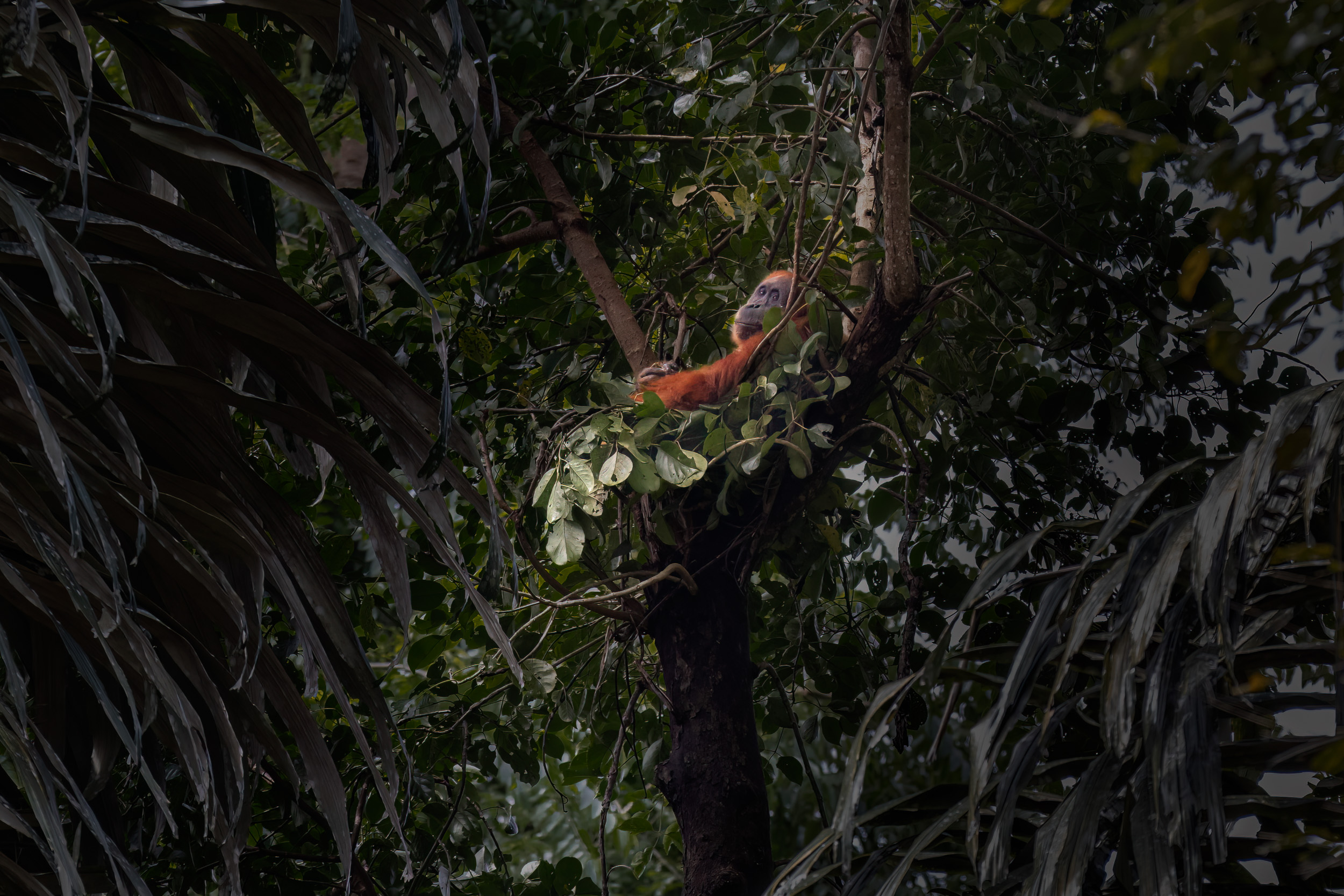 Gunung Leuser, Highlights, Indonesia, Sumatra, Wildlife