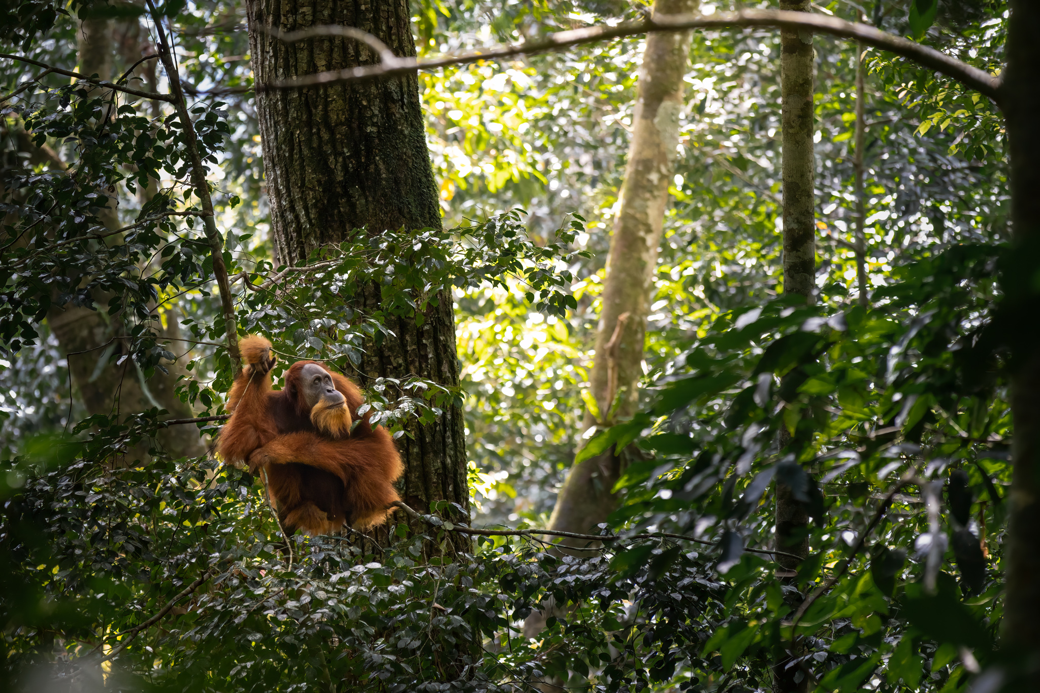 Orang Utan Gunung Leuser Sumatra Indonesia